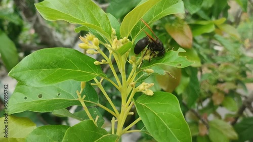 vocado tree branch photo