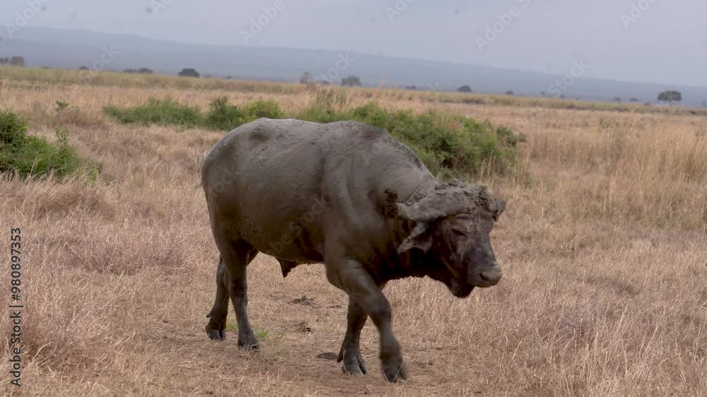 Wildebeest in the Savannah Wildebeest in the Savannah