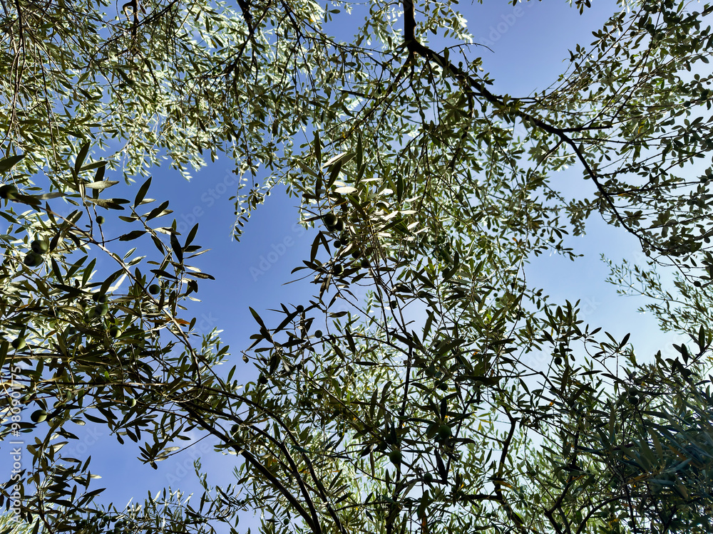 Fototapeta premium branches of a young olive tree with green olives against a clear blue sky. gardening. lush greenery
