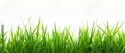 A long green grass field with no other objects in the image