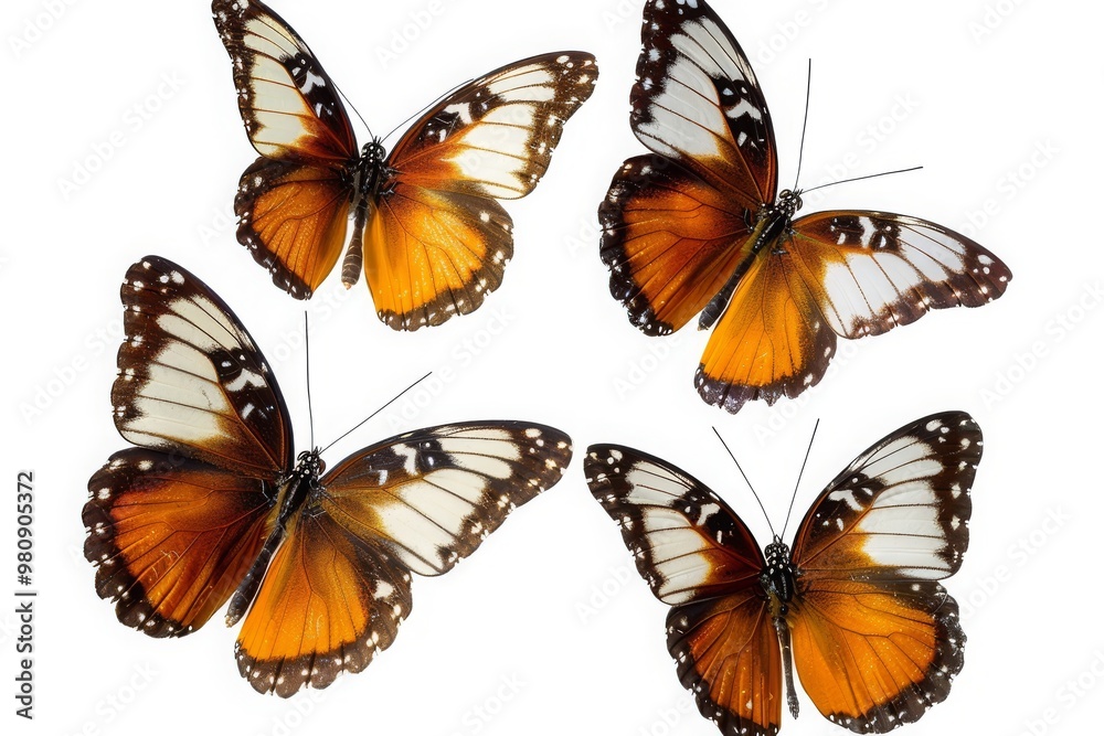 Obraz premium Flying plain tiger butterflies butterfly animal insects, cut-out, png, clipping path