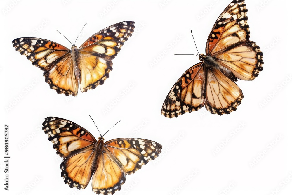Flying plain tiger butterflies butterfly animal insects, cut-out, png, clipping path Flying plain tiger butterflies butterfly animal insects, cut-out, png, clipping path