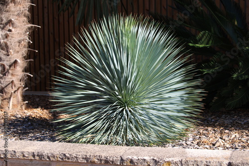 Quadro em tela Yucca Rostrata