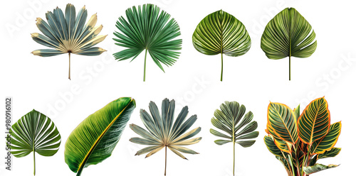 Set of tropical leaves isolated on transparent  background, PNG, Ai generated