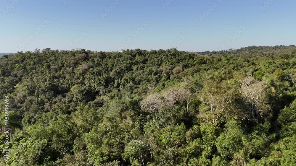 Drone flying over a dense, vibrant jungle under a clear blue sky. Drone flying over a dense, vibrant jungle under a clear blue sky.