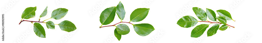 Obraz premium Fresh green branch of Salal (Gaultheria Shallon) or Lemon Leaf isolated on white background