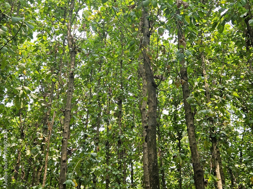 Natural background of teak tree forest, a group of teak trees looks up with sunlight Natural background of teak tree forest, a group of teak trees looks up with sunlight