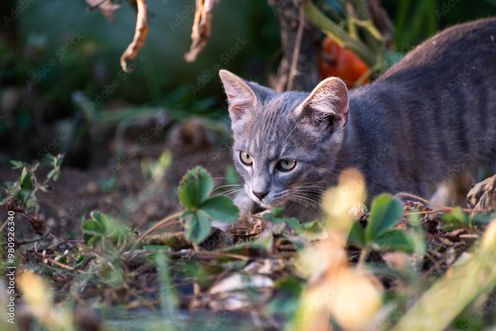 Obraz premium cat plying in the garden