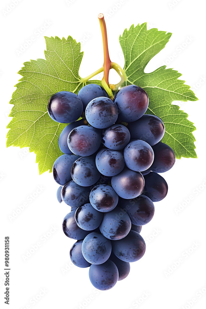 Fototapeta premium Dark blue grape with leaves isolated on white background. With clipping path. Full depth of field