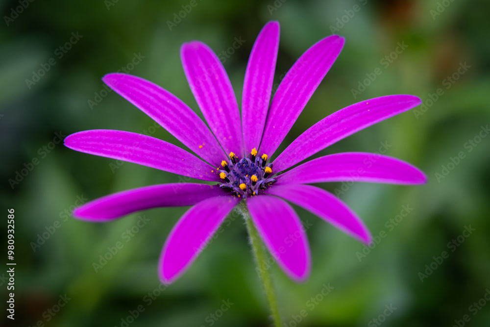 Macro Shot of Purple Flower
A vibrant purple flower, captured in stunning detail, showcasing its delicate petals and intricate natural design in a close-up view. Macro Shot of Purple Flower
A vibrant purple flower, captured in stunning detail, showcasing its delicate petals and intricate natural design in a close-up view.