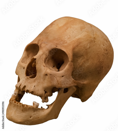 skull, bone, anthropology, human, indian, ancient, eye sockets,