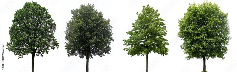 Isolated white background with European aspen trees, perfect for architectural visualization Isolated white background with European aspen trees, perfect for architectural visualization