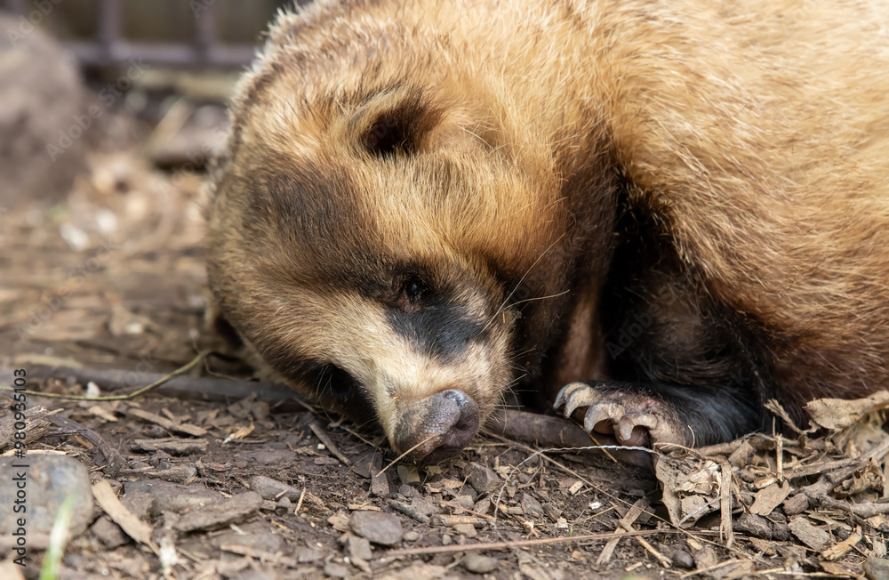 The Japanese badger (Meles anakuma) walking The Japanese badger (Meles anakuma) walking