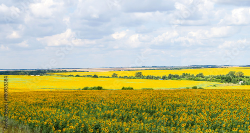 Field with sunflowers, bright yellow flowers. Panoramic shot of ripe seeds in close-up. Seeds that make sunflower oil.