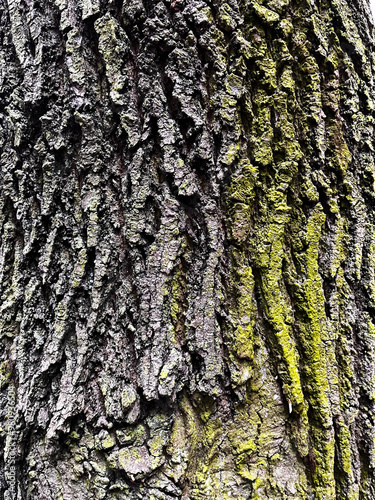 A close-up of the beauty of tree bark with moss. Organic Textures. Close-up of tree bark for your design needs photo