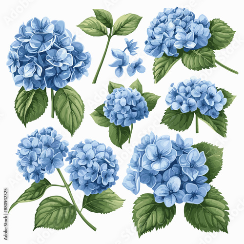 A set of bouquets and hydrangea elements, vector illustration