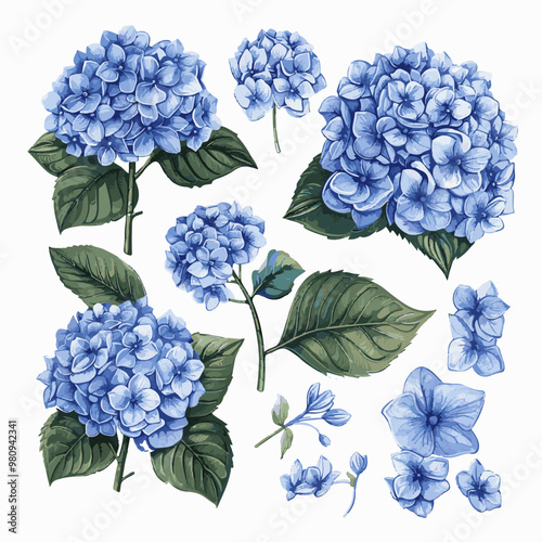 A set of bouquets and hydrangea elements, vector illustration