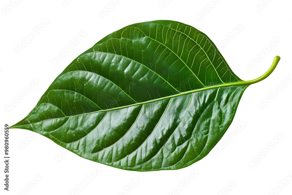 Obraz premium green betel leaf isolated on transparent background,png