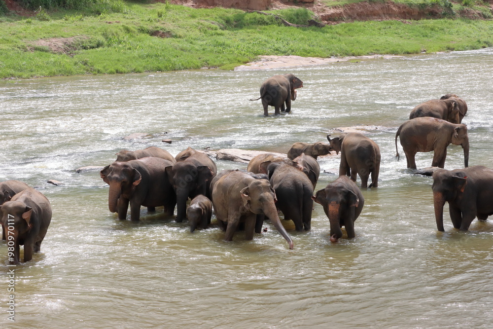 Elephants enjoy natural river bathing. Elephants bathing Elephants enjoy natural river bathing. Elephants bathing