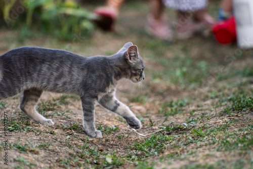 cat plying in the garden 