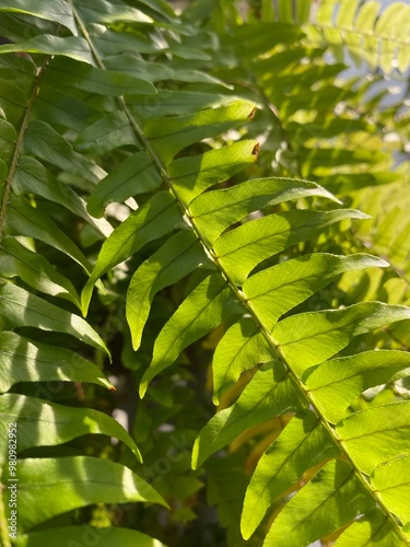 Samambaia, Nephrolepis biserrata photo