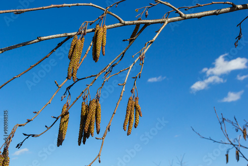 Small branch of black alder Alnus glutinosa with male catkins and female red flowers. Blooming alder in spring beautiful natural background with clear earrings and blurred background photo