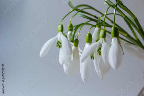 Beautiful snowdrops in wicker basket against light gray background, closeup. Floral background with spring flowers