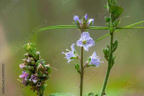 Germander Speedwell - Veronica chamaedrys flowers photo