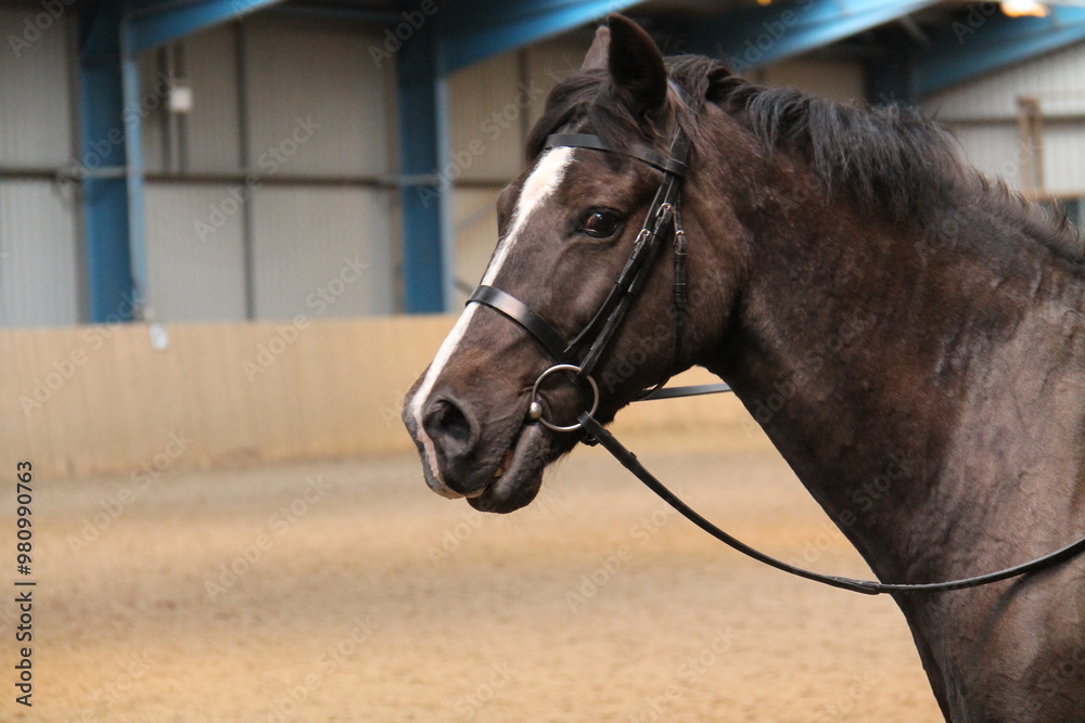 The Head of a Riding Horse in an Indoor Training Hall.