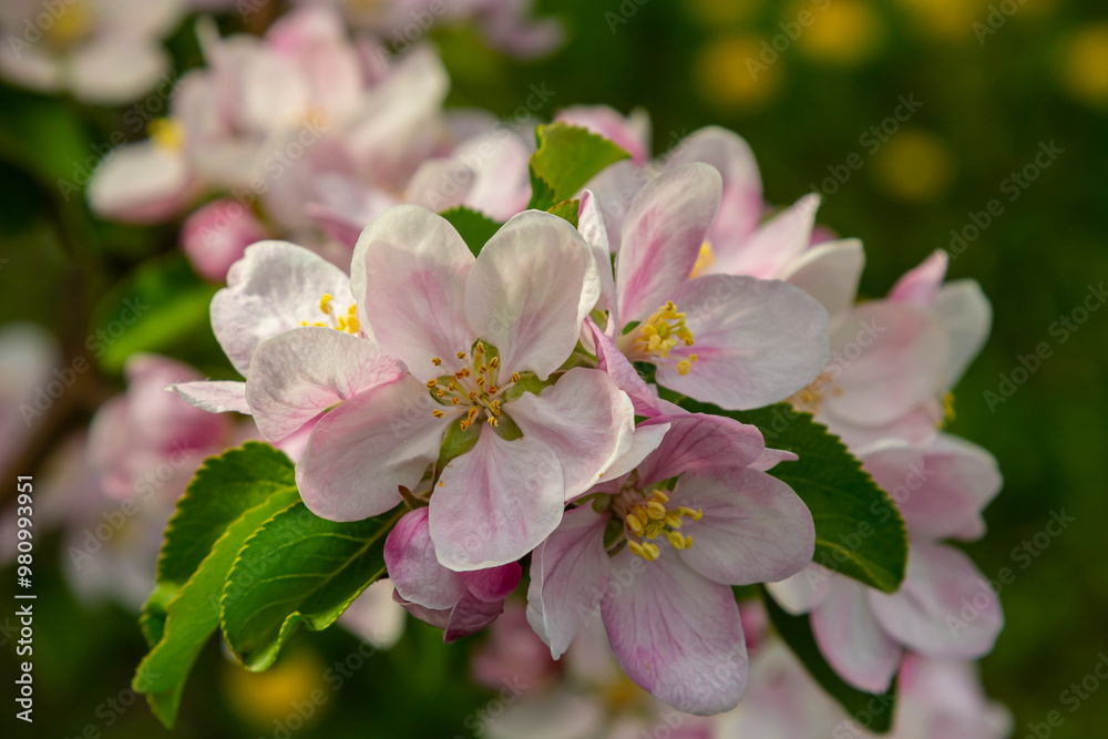 Flower buds, flowers and green young leaves on a branch of a blooming apple tree. Close-up of pink buds and blossoms of an apple tree on a blurred background in spring. Selective focus Flower buds, flowers and green young leaves on a branch of a blooming apple tree. Close-up of pink buds and blossoms of an apple tree on a blurred background in spring. Selective focus