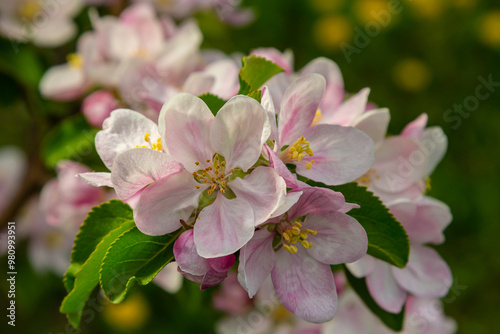 Flower buds, flowers and green young leaves on a branch of a blooming apple tree. Close-up of pink buds and blossoms of an apple tree on a blurred background in spring. Selective focus