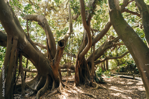 Giant Ficus Benjamin in Botanic Garden Jardin Botanico, sardegna , italy