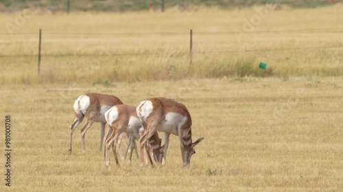 Group of pronghorn antelope grazing in a cultivated field with a fence in background. photo