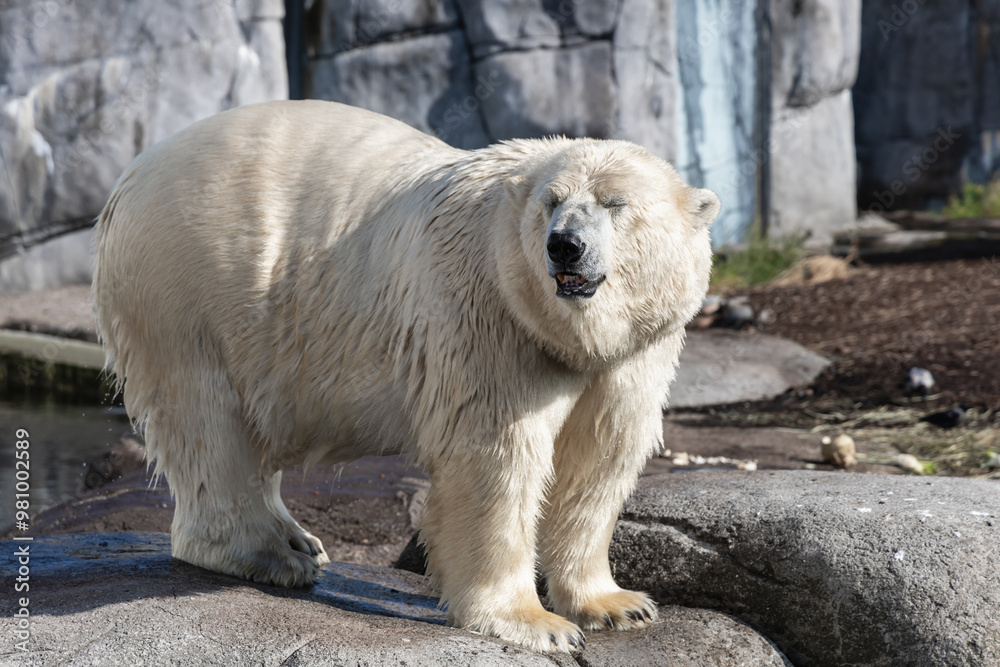 A large polar bear stands on rocks A large polar bear stands on rocks