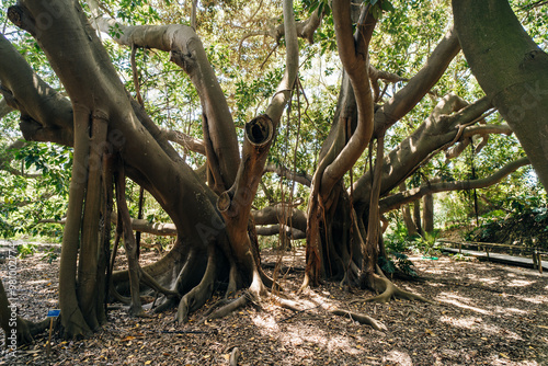 Giant Ficus Benjamin in Botanic Garden Jardin Botanico, sardegna , italy photo