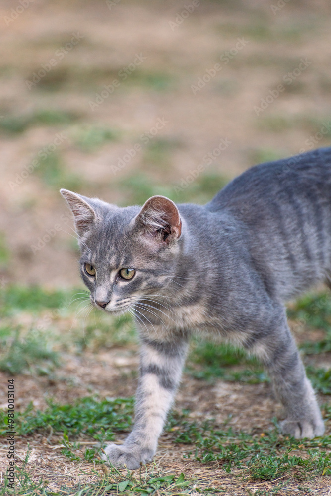 Fototapeta premium cat plying in the garden 
