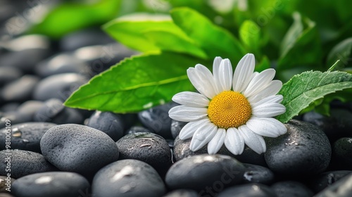 Daisy on Stones photo