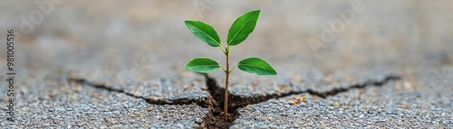 A small green plant emerges from a crack in concrete, symbolizing resilience and growth in challenging conditions.