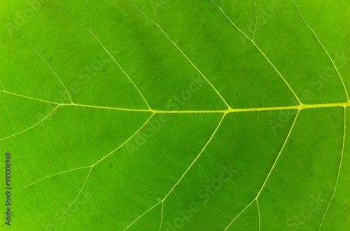 Macro photo of teak leaf texture. Tectona grandis L.f. photo