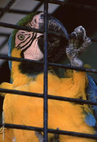 Colorful Macaw Behind Bars