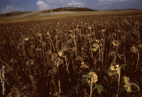 Dried Sunflower Field Under Clear Skies