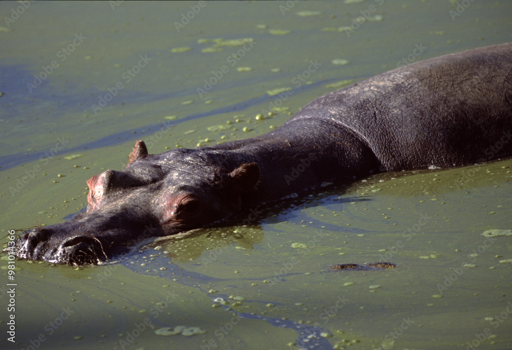 Fototapeta premium Hippopotamus Swimming in Green Waters