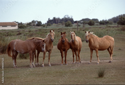 Five Horses in a Serene Pastoral Setting