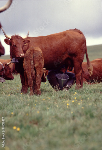 Milking Process on a Farm with Brown Cows