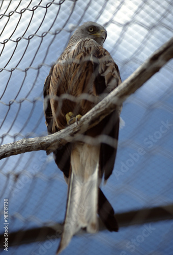 Majestic Hawk Perched in a Sanctuary Enclosure