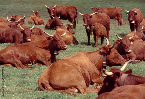 Tranquil Brown Cattle Grazing in Pasture