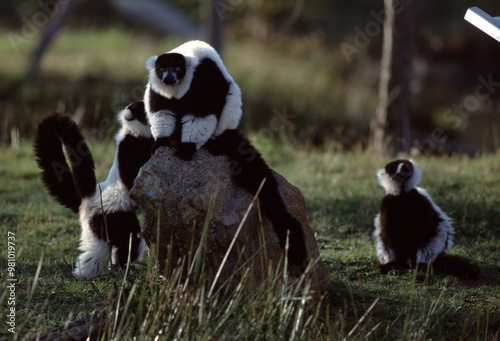 Playful Lemurs in Natural Habitat