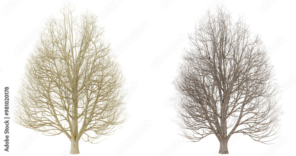 Fototapeta premium Two Dried Sea Fan Corals, Beige and Purple, Isolated on transparent Background