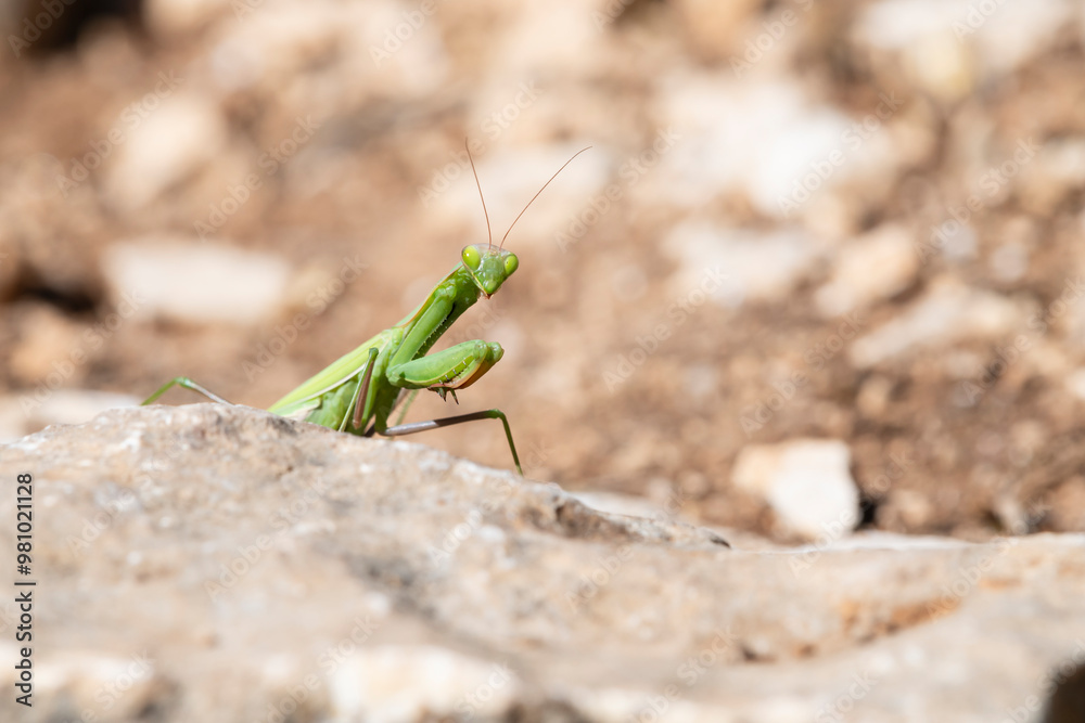 A green praying mantis on a sunlit rock with vibrant colour contrast and detail, ideal for nature and wildlife focused projects A green praying mantis on a sunlit rock with vibrant colour contrast and detail, ideal for nature and wildlife focused projects