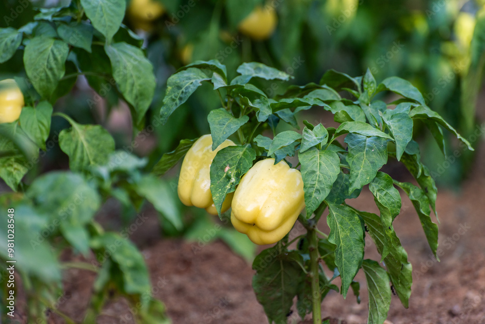 Fototapeta premium sweet yellow ripening peppers in the garden